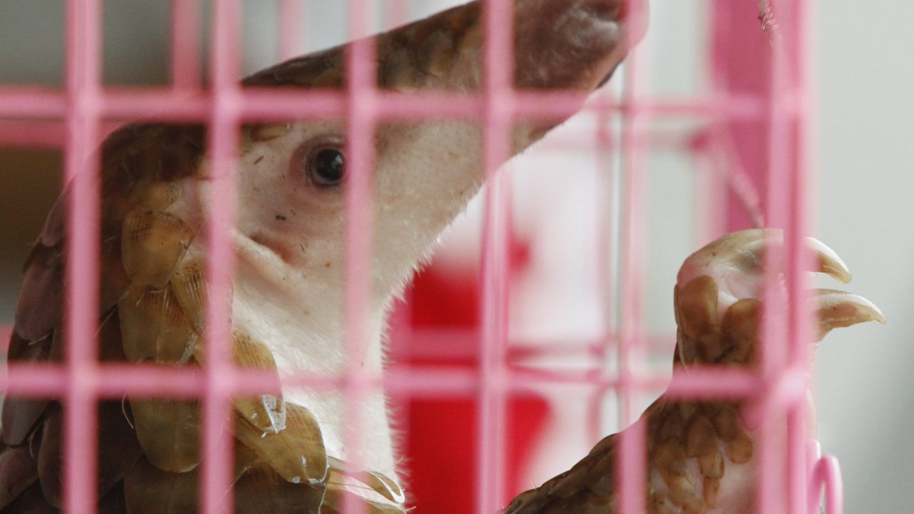 A pangolin is seen in a cage during a news conference at the customs department in Bangkok