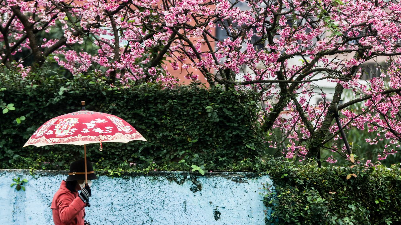 TAIWAN CHERRY BLOSSOMS FESTIVAL