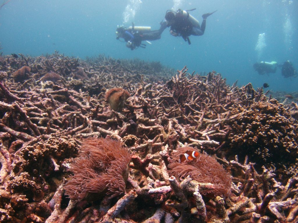Divers swim above a bed of dead corals off Malaysia s Tioman island in the South China Sea
