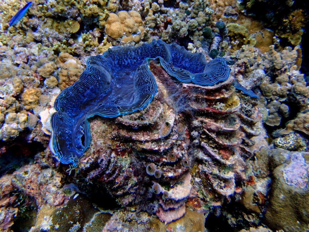 giant clam South China Sea