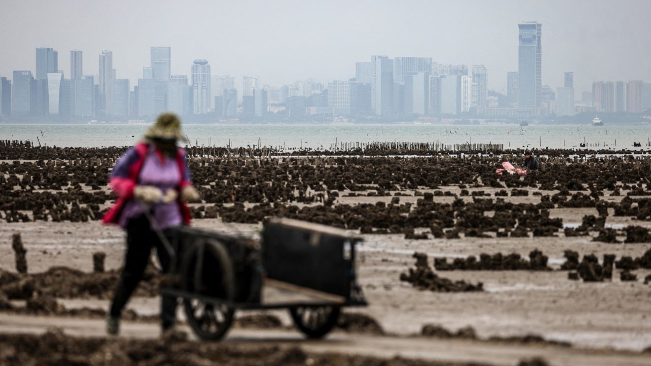 An oyster farmer pushes a cart containing freshly harvested oysters near Guningtou village in Kinmen in May of last year. The Chinese city of Xiamen can be seen in the background. (Photo: I-Hwa Cheng/AFP)